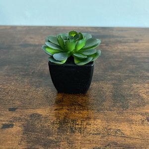 small-plants-succulents