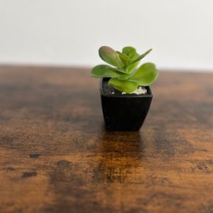 Green-Single-Succulent