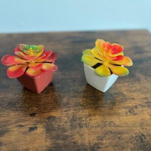 Yellow-and-Red-Succulents